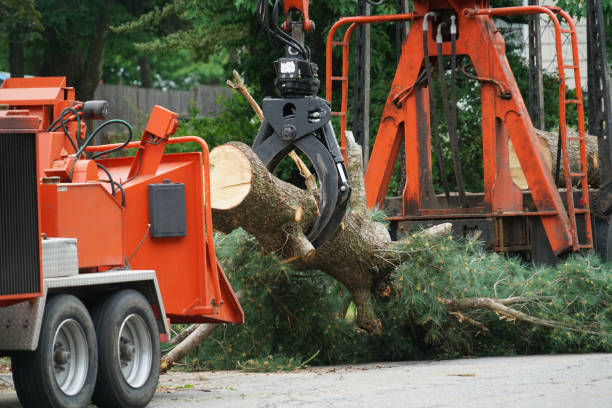 Best Commercial Tree Services  in Tullahoma, TN